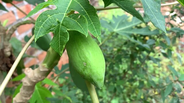 green beans growing in the garden