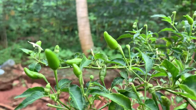green beans growing in the garden