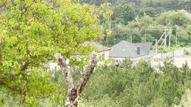 A solitary black raven sits calmly on a broken branch. It peers curiously over village houses nestled in a dense green forest. The quiet scene brings a feeling of peace and wonder.