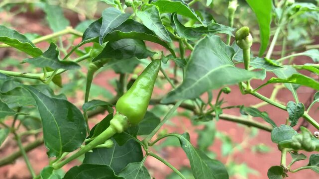 green peppers on a branch