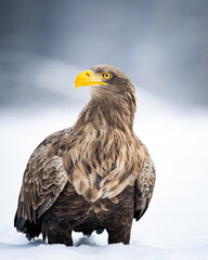 Obraz premium Adler zwischen Schnee und Stille