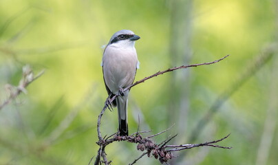lilac breasted roller © lazalnik