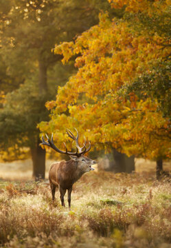Red deer stag roaring in autumn meadow during the rut