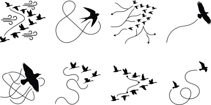 Bird Flight Path Silhouette Collection with Flying Flock and Motion Trails