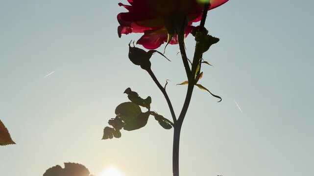 A beautiful rose silhouette stands proudly against the bright blue sky. The backlit petals evoke a deep sense of romance and quiet longing. The lovely scene feels wonderfully serene.