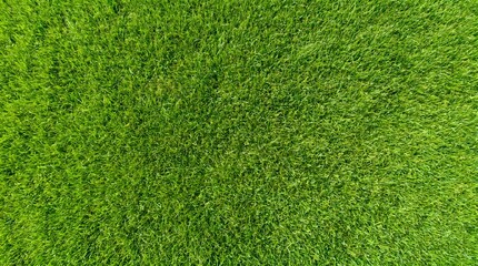 Fototapeta premium Fresh green grass texture background, natural lawn surface close up with detailed blades of grass