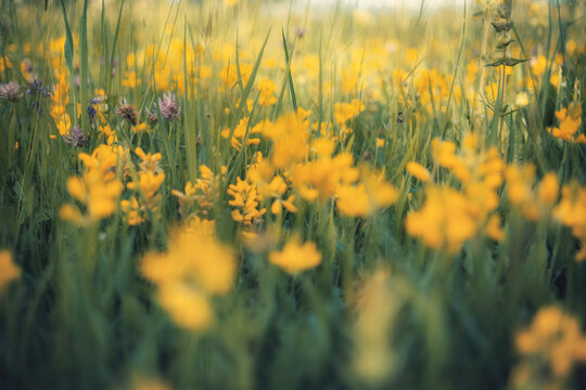 Close-up of yellow wild flowers blooming in a green meadow with a beautiful bokeh blur effect. Cinematic vintage toned nature background, sunny summer or springtime concept.