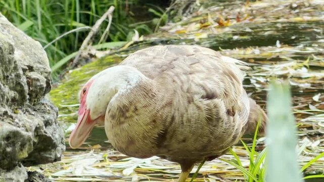 A gentle Muscovy duck stands quietly beside a peaceful autumn pond. The calm bird lowers its head in a moment of pure serenity.