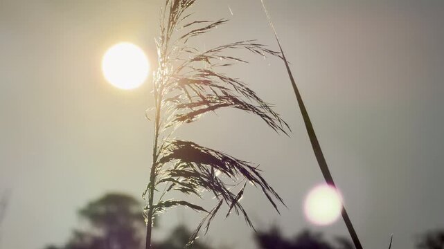 A lonely wild reed sways gently against the warm glowing sun. This peaceful scene brings a deep sense of calm and quiet hope.