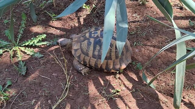 Small land tortoise crawling through green lawn in the backyard, close-up shot