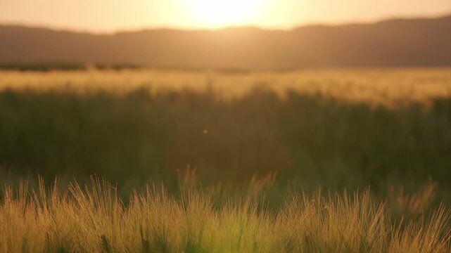 Backlit barley ears swaying at sunset with flying insects b-roll