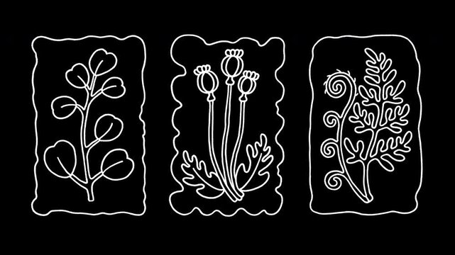 Alpha channel loopable 2D botanical pattern animation. Vintage frames with hand-drawn white line art of eucalyptus, poppy, fern. Chalk sketch with vibrating lines and wiggly doodle effect.