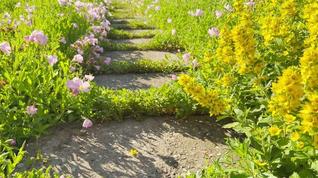 Cheerful yellow loosestrife and delicate pink primroses grow alongside a sunny stone path. This lovely scene fills the warm outdoor park with a peaceful and happy atmosphere.