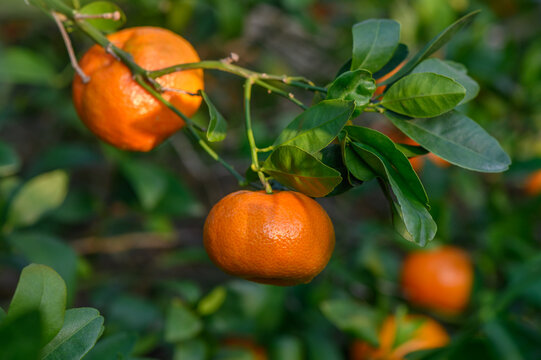 Bright orange mandarins hanging from lush green branches under warm sunlight in a serene orchard