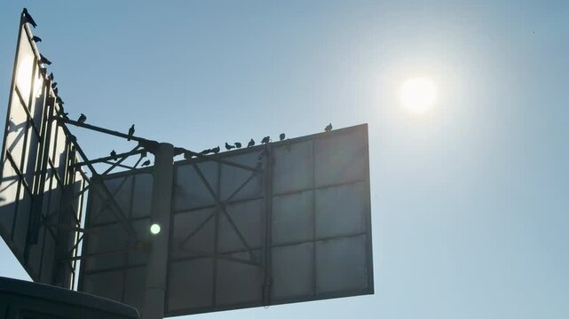A flock of pigeons rests quietly on a V-shaped billboard against a bright sunny sky. The scene evokes a feeling of peace and stillness in the urban environment.