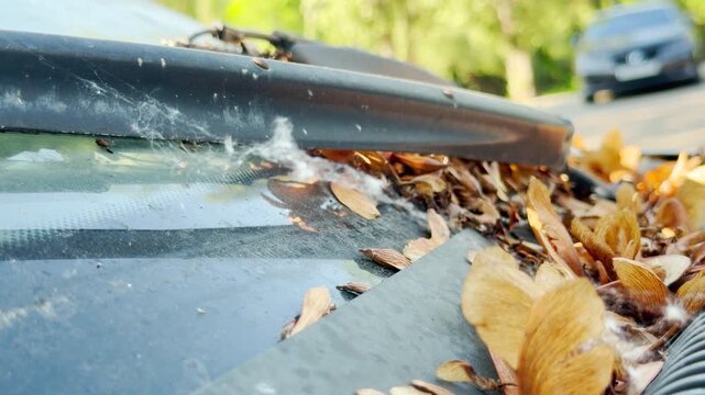 Brown maple seeds and delicate spiderwebs accumulate on a dusty car windshield. This still scene evokes a feeling of quiet neglect and the changing seasons in a peaceful outdoor space.