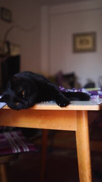 A black cat is lying on the table
