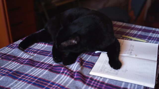 A cat on a table, lying on a notebook and licking and cleaning its fur