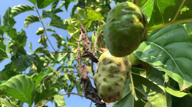 green apples on a tree