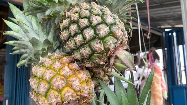 ripe pineapple on the farm