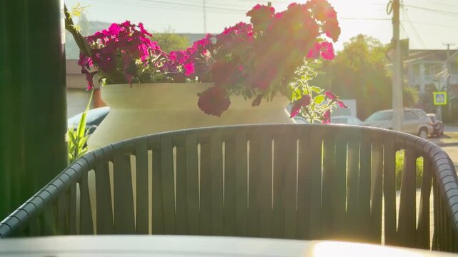 Vibrant pink petunias bloom in a large planter behind an empty chair. This sun-drenched scene feels warm, inviting, and peaceful, perfect for a relaxing moment on a bright day.