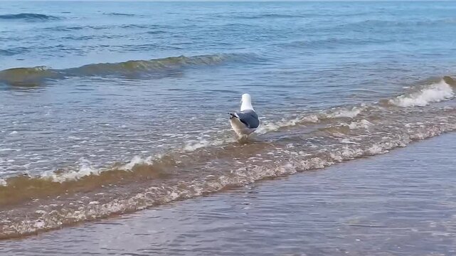 One seagull looks for a food in water in slow motion 180fps