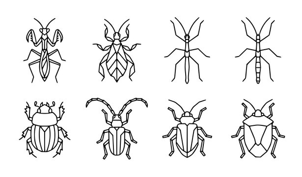 Hand Drawn Insect Collection Featuring Beetles Ants and Praying Mantis Illustrations