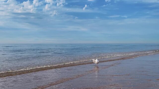 One seagull looks for a food in water in slow motion 180fps