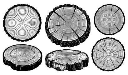 Realistic Tree Trunk Cross Section Collection Showing Detailed Wood Rings Natural Texture Illustration © SobujChandra