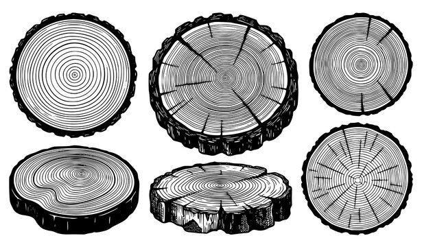 Realistic Tree Trunk Cross Section Collection Showing Detailed Wood Rings Natural Texture Illustration