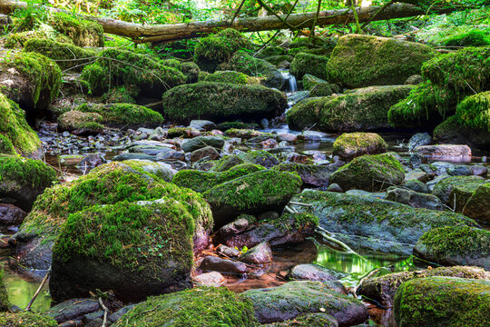 A moss-covered stream in the idyllic Monbach Valley