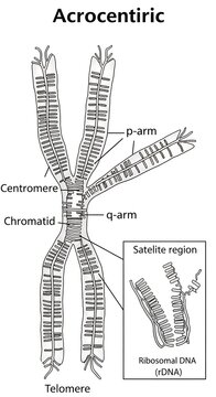 Detailed diagram of acrocentric chromosome structure.