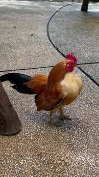 male chicken preening its feather in the afternoon, serama rooster with vibrant color feathers