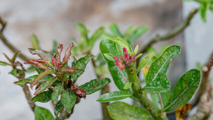 Obraz premium Fresh reddish shoots emerging from pruned desert rose stems, illustrating recovery, regrowth, resilience, plant care, and horticultural maintenance in a tropical garden