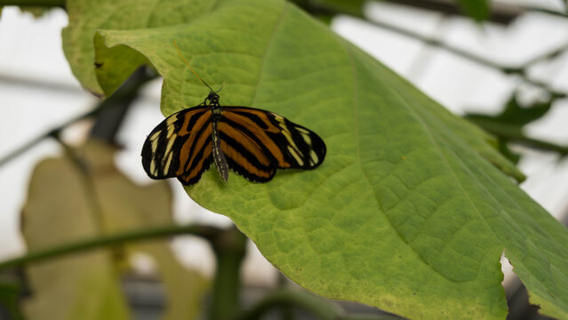 Macro shot of an orange and black striped tiger heliconian butterfly resting on a large green leaf in a greenhouse
