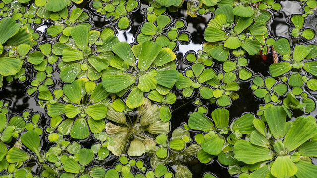 Top down full frame view of water lettuce pistia stratiotes floating on a dark pond surface with water droplets