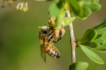 Honeybee collecting nectar from a blooming flower in a vibrant garden during a sunny afternoon © Михаил Шорохов