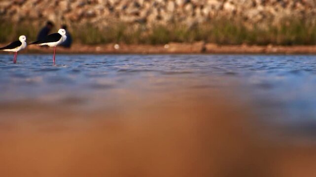 Black-winged Stilts Wading in Shallow Water at Golden Hour