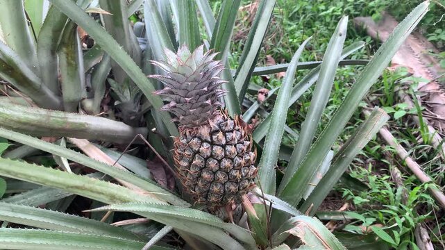 pineapple in the garden
