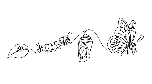 Butterfly life cycle continuous line art vector illustration showcasing leaf with eggs caterpillar chrysalis cocoon and flying monarch