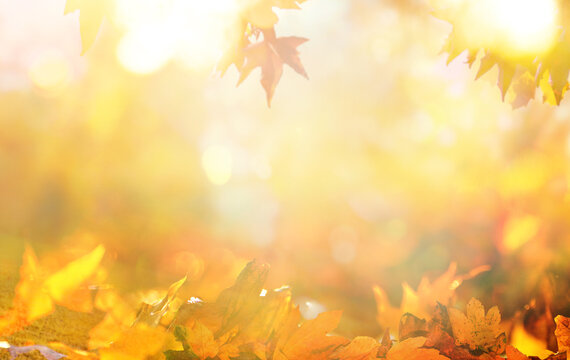 orange fall leaves in forest, autumn natural field background with blurred bokeh and sun rays