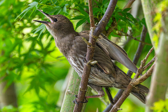Starling fledging on a branch