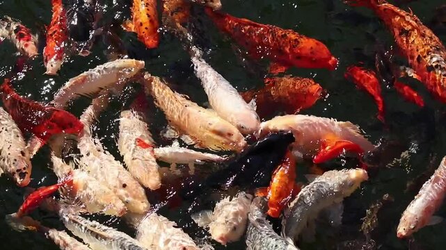 Top view of colorful ornamental fish of bright orange, white and red colors. Feeding fish in a lake. A large number of koi fish in one place. Fish compete for food