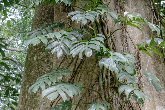 Detailed split aroid leaves climb across textured bark and woody vines, ideal for botanical education, tropical decor, natural patterns, and interior inspiration