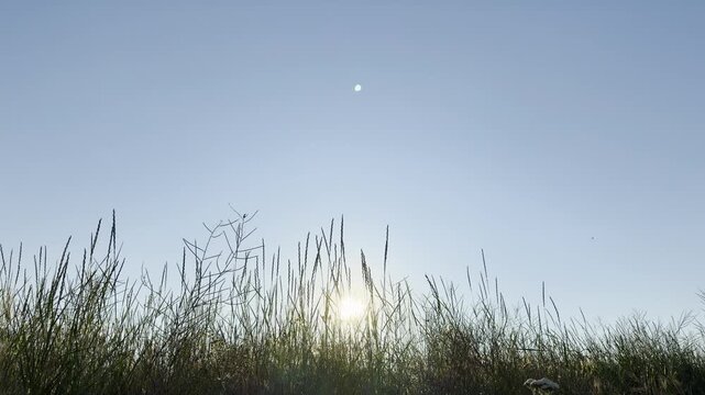 Wild grass blades stand peacefully beneath a vast, bright sky. This tranquil field brings feelings of pure calm and warmth. The morning sun glows gently.