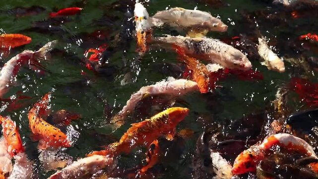 Top view of colorful koi fish swimming in pond water. Group of colorful ornamental koi fish (red, orange and white). Wildlife, tranquility and bright colors underwater. Fishes float in a pile while fe