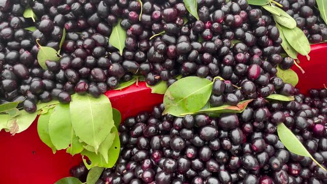Fresh ripe jamun fruit pile background with green leaves blackplum syzygium