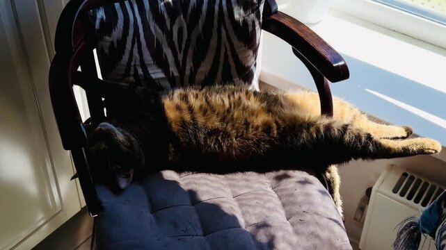 Funny tortoiseshell cat sleeping with legs hilariously stuck inside a cozy armchair, cute lazy pet stretching paws weirdly in bright morning sunlight, humorous domestic feline home interior scene.