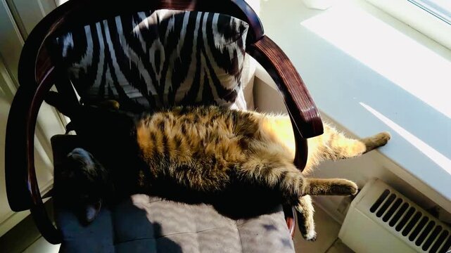 Funny tortoiseshell cat sleeping with legs hilariously stuck inside a cozy armchair, cute lazy pet stretching paws weirdly in bright morning sunlight, humorous domestic feline home interior scene.