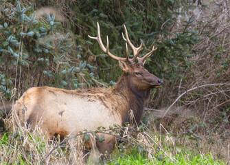 Obraz premium Elk